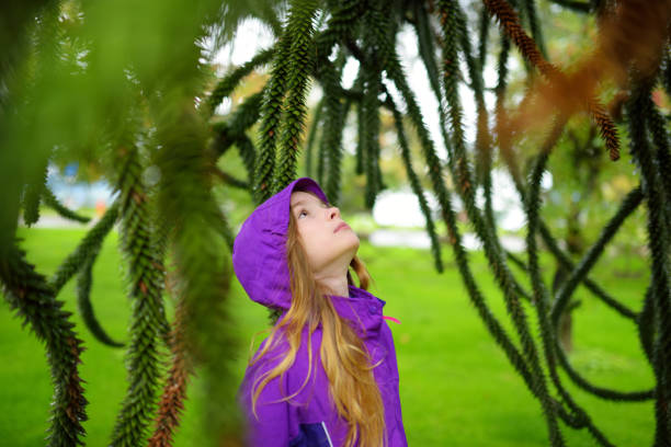 Cute girl examining spiky leaves of monkey puzzle tree on rainy autumn day Cute little girl examining spiky foliage of evergreen monkey puzzle tree on rainy autumn day araucaria araucana stock pictures, royalty-free photos & images