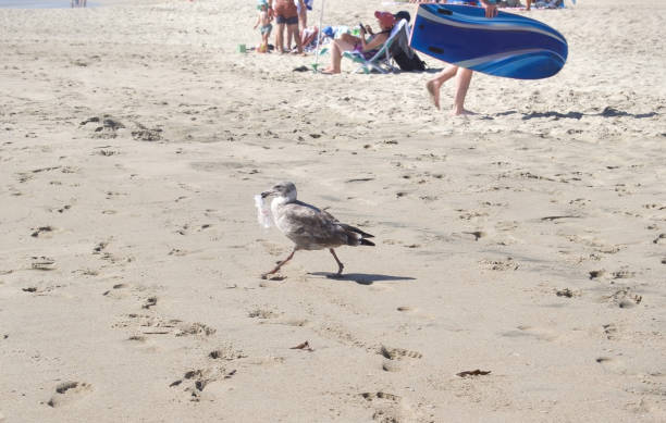 summer beach scene of a wild bird mistaking human garbage for food and risks its life by possibly eating it