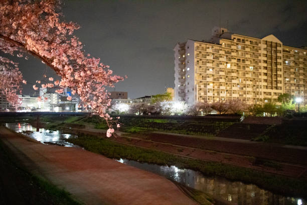 川沿いにいくつかの建物がある桜の美しい夜景