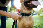 Close up of a female pet owner putting a harness on her pet dog, buckles the strap outdoor in park, getting ready for a walk