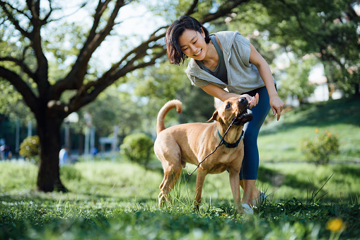 Cheerful young Asian woman playing with her pet dog, playing with a stick in the park. Spending a moment and fun time with her dog. Living with a pet. Obedience and training