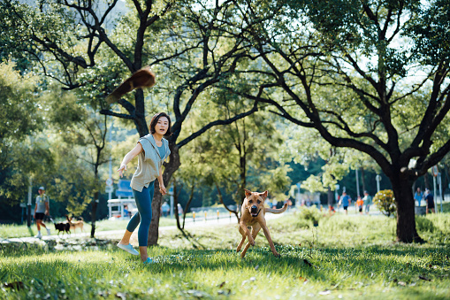 Young Asian woman playing with her pet dog, throwing a stick for her dog in the park. Spending a moment and fun time with her dog. Living with a pet. Obedience and training