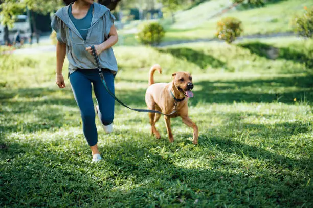 Beschnittene Aufnahme einer jungen Asiatin und ihres Hundes, die im Park laufen, Spaß haben und die gemeinsame Zeit in der Natur genießen. Leben mit einem Haustier. Wunderbarer sonniger Tag mit Hund im Freien Beschnittene Aufnahme einer jungen Asiatin und ihres Hundes, die im Park laufen, Spaß haben und die gemeinsame Zeit in der Natur genießen. Leben mit einem Haustier. Wunderbarer sonniger Tag mit Hund im Freien
