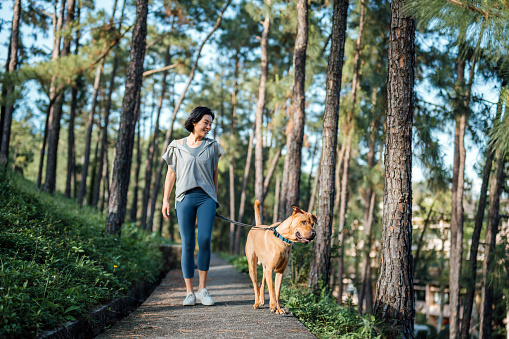 Young Asian woman walking with her pet dog on a leash along a footpath in the park on a sunny morning, enjoying time together in the nature. Living with a dog. Relaxation exercise. Love and bonding with pet