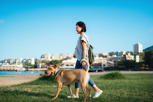 Young Asian woman walking with her pet dog on beach against blue sky on a sunny day, enjoying time together in the nature. Living with a dog. Love and bonding with pet