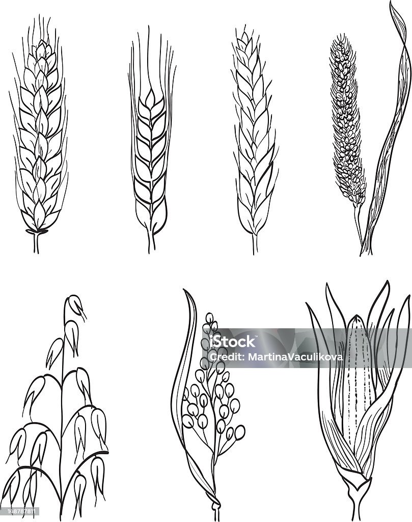 Getreide handgezeichnete Illustrationen - Lizenzfrei Weizen Vektorgrafik