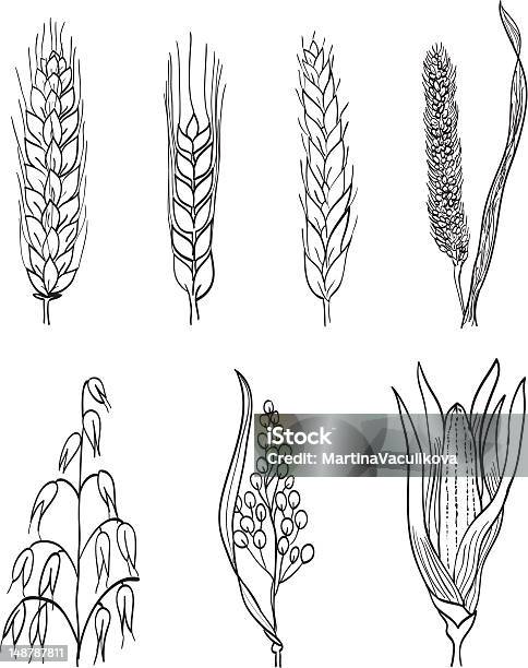 Getreide Handgezeichnete Illustrationen Stock Vektor Art und mehr Bilder von Weizen - Weizen, Zeichnen, Zeichnung