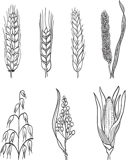 시리얼 손으로 그린 일러스트 - barley grass wheat isolated stock illustrations