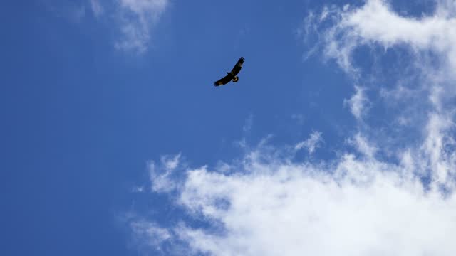 Sea Eagle flying in the sky