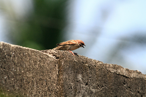 Attraction of the Erasia Bird (Paser montanus) which was photographed in North Sulawesi, Indonesia.