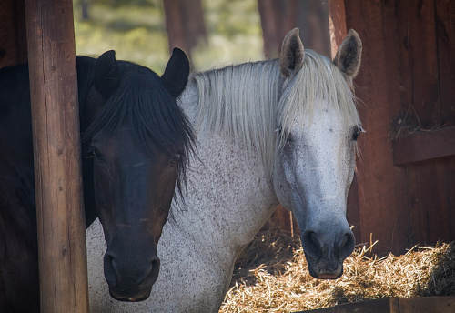 View of  white and black horses looking out of open barn