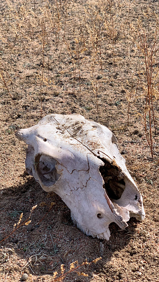 Close-up of a cow's skull with broken horns on the grass scorched by the bright sun. Old cow skull,