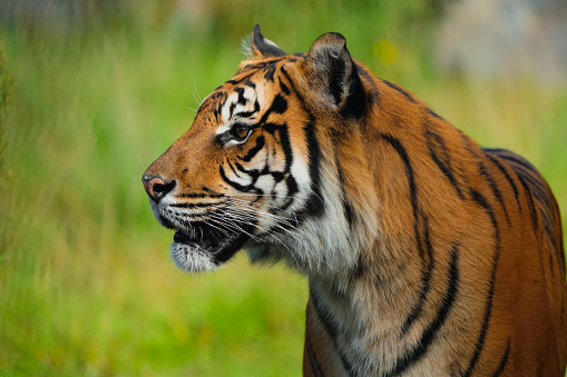 Adult indochinese tiger in Thailand