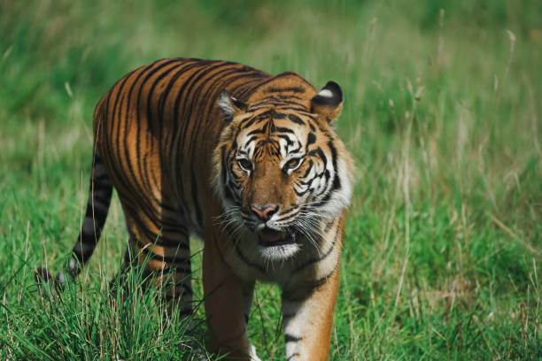 istock Tiger with lush green habitat 1487880512