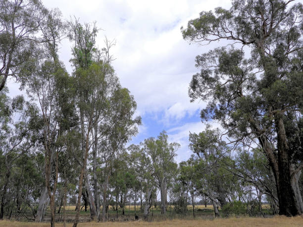 istock Lower Moira, Victoria, Australia 1487882239