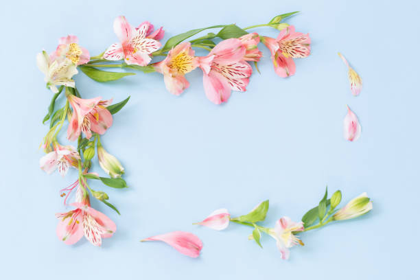 istock alstroemeria flowers on blue ackground 1487883184