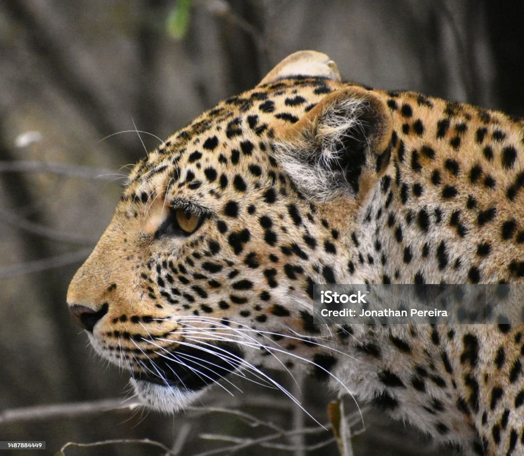 Leaopard Head Leopard Head Stock Photo - Download Image Now - Animal, Animal Body ...