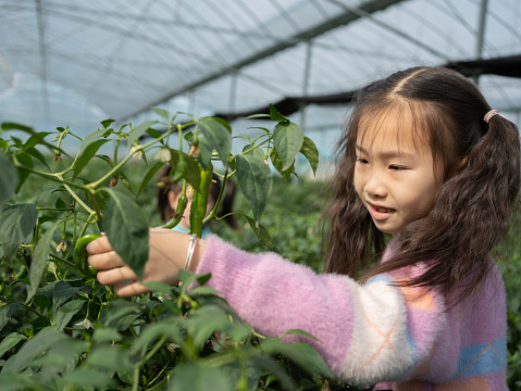 Child explorers have a bountiful harvest in pepper fields