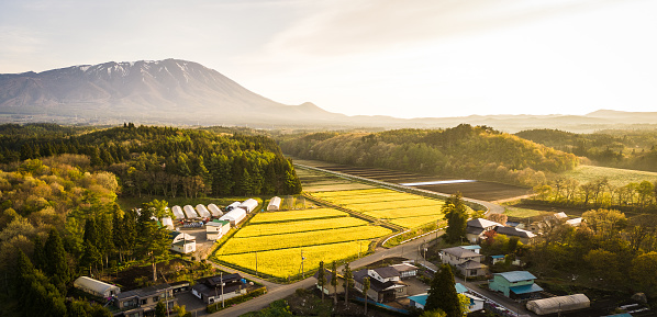 An aerial wide angle view of bright yellow Canola flower fields used to make Canola/Rapeseed Oil. Grown here in the rural countryside of North Japan at the foot of Mt. Iwate.