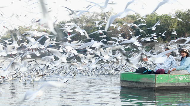 Old couple traveling on boat at lake with flock of birds in air