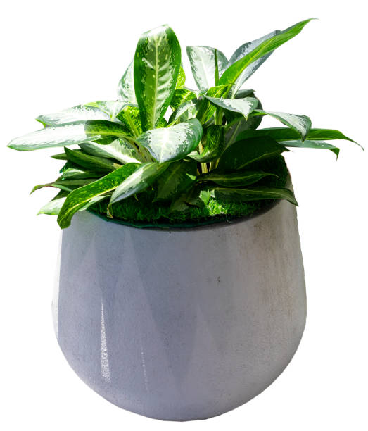 istock potted plants and green leaves on white background 1487889390