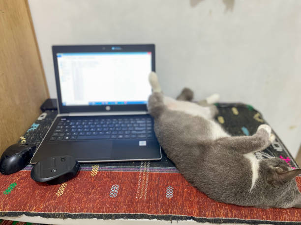 istock Domestic cat with grey and white colour. 1487890532