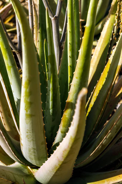 Closeup Of An Aloe Vera Plant