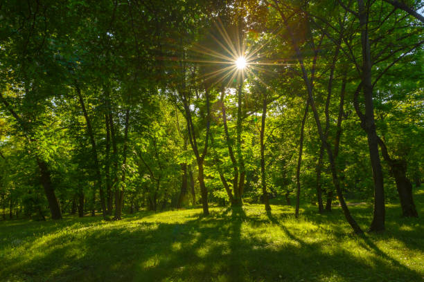 istock Scenic green nature forest landscape with fresh green deciduous trees growing from the grass at spring time, with sun casting its warm rays through the foliage. Woods park background, beautiful nature 1487890749