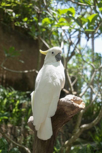 istock Lombok Wildlife Park 1487891881