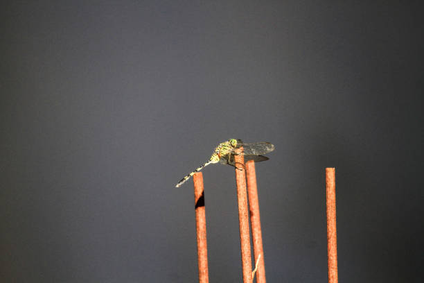 istock A dragonfly perched on the end of a dry branch. 1487891963