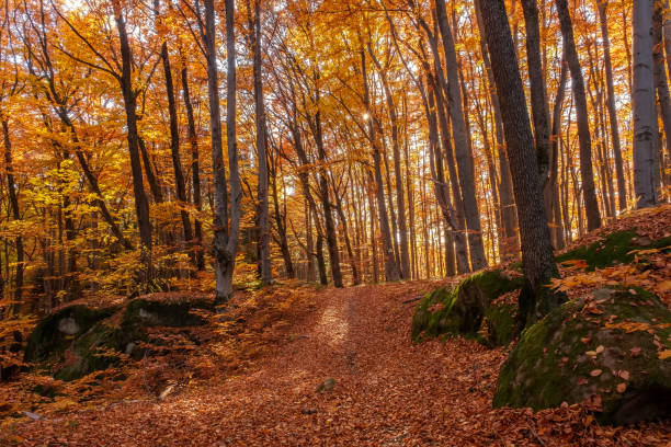 istock Autumn beech forest with sun rays among yellow leaves. Golden bright mystical mysterious landscape with fabulous trees. A journey through the forest. Beauty of nature. Natural background for design 1487892038