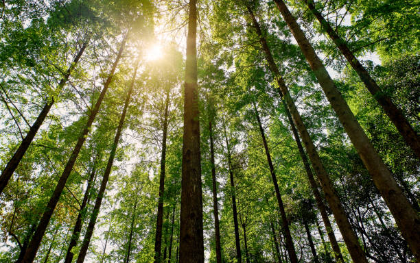 istock Straight trees in the forest, dazzling sunlight 1487893994