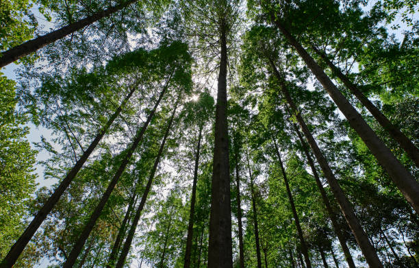 istock Straight trees in the forest, dazzling sunlight 1487894583
