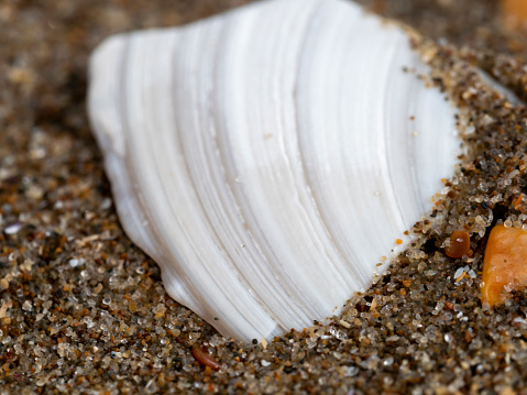 Close up sea shell