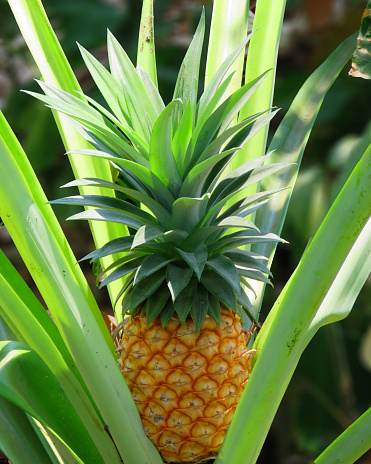 Ripe Pineapple On The Pineapple Tree, Pineapple tropical fruit growing in garden, Pineapple Plant.