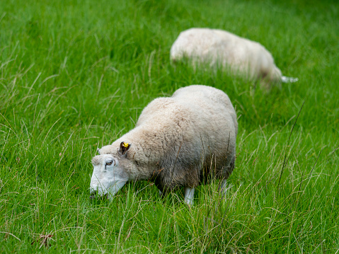 Sheep grazing in the field