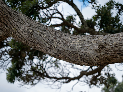 Tree Branch close up