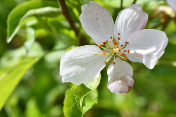 istock Macro of a apple blossom 1487896380