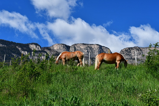 Haflinger Pferde und Berge in Südtirol