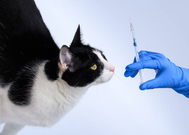 istock Cat on vaccination at the vet 1487898458