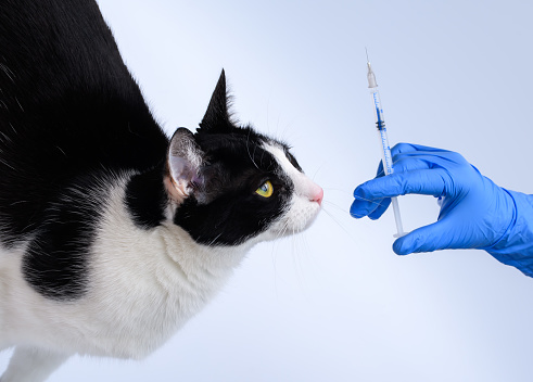 A cat sniffing a syringe held in a veterinarian's hand in a clinic room on a light background