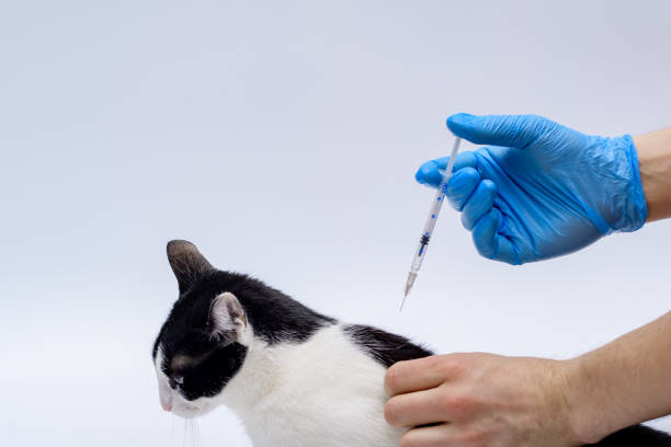 istock Vaccination of animals against rabies 1487898496