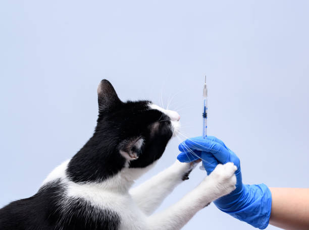 istock A bold cat at the vet interested in a vaccine 1487898500