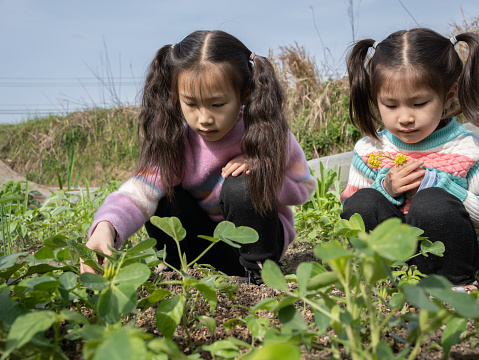 Children explore the secrets in the fields