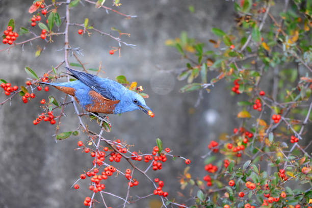 Blue Rock Thrush (Monticola solitarius philippensis) male in Japan