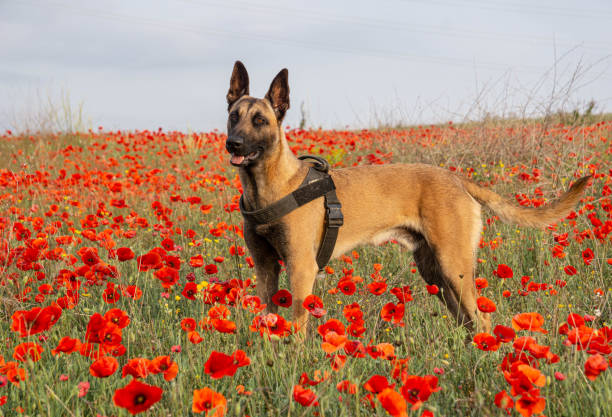 istock The dog standing while the human comes 1487899492