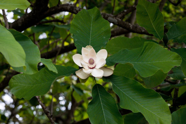 istock Magnolia obovata flower 1487899610