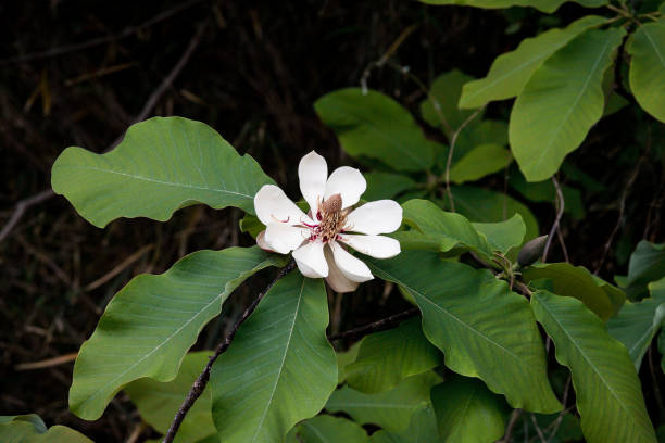 istock Magnolia obovata flower 1487899635