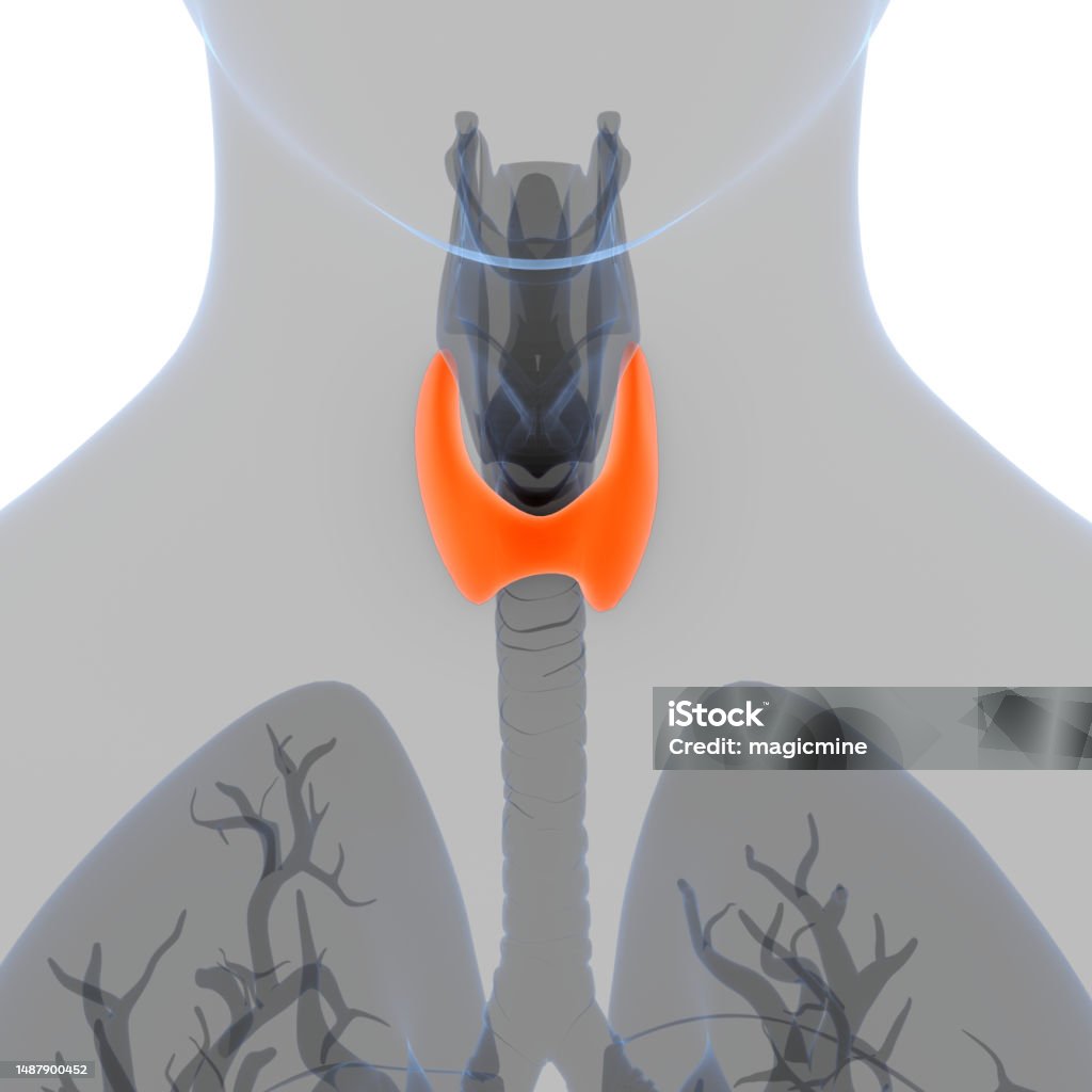 Human Body Glands Thyroid Gland Anatomy Stock Photo Biology Diagrams