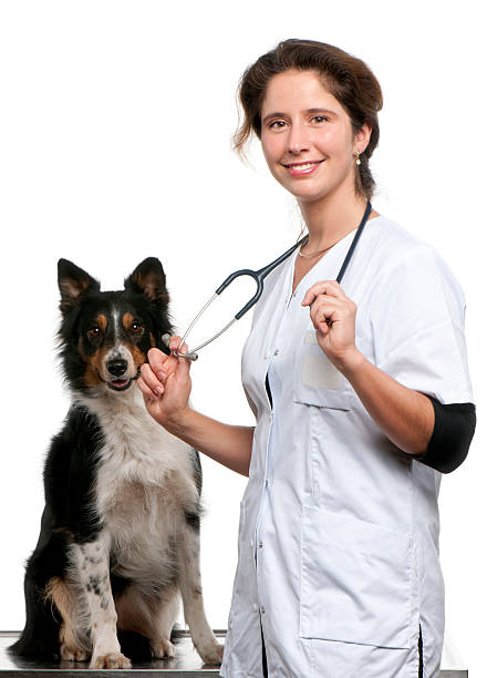 istock Vet standing next to a Border collie 148790097